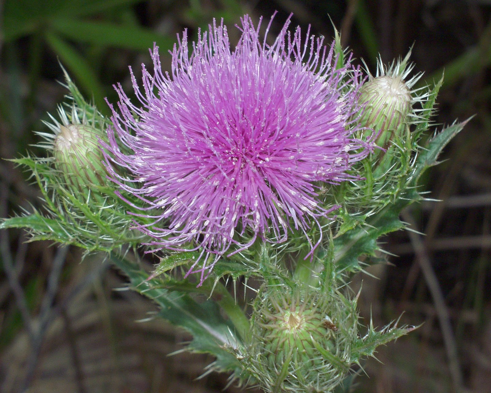 Florida photo adventures Wildflowers, wild plants a bargain