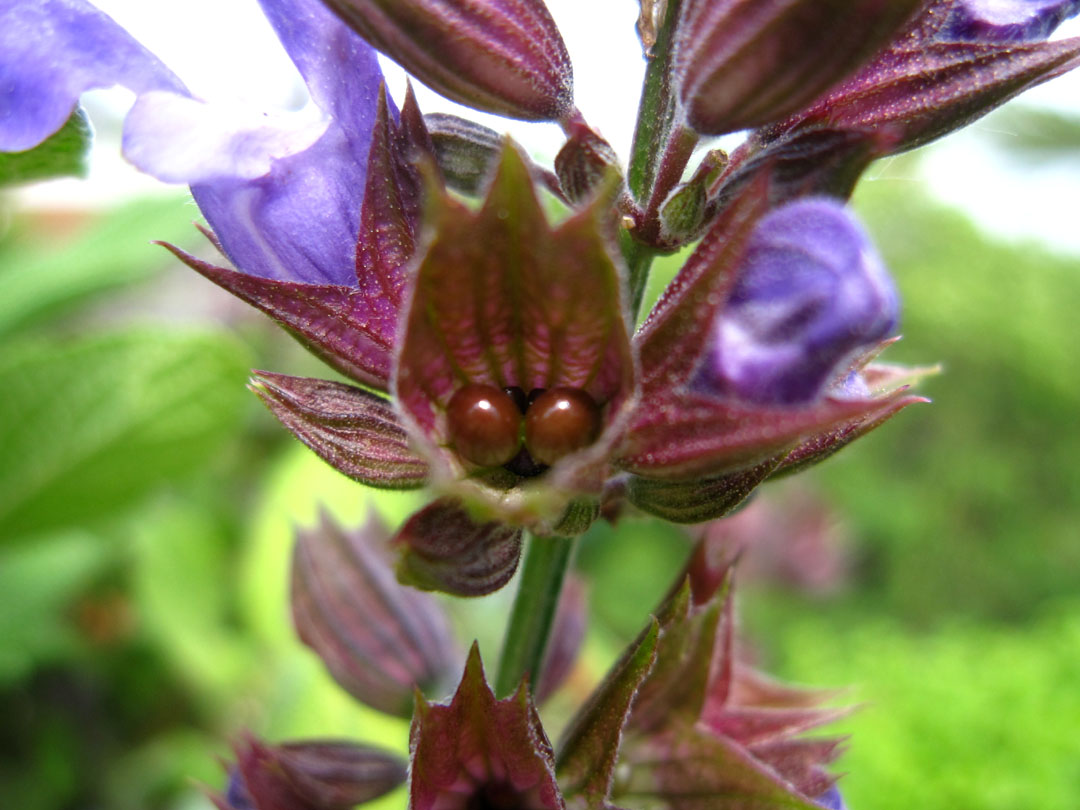 66 Square Feet (Plus) Sage seed
