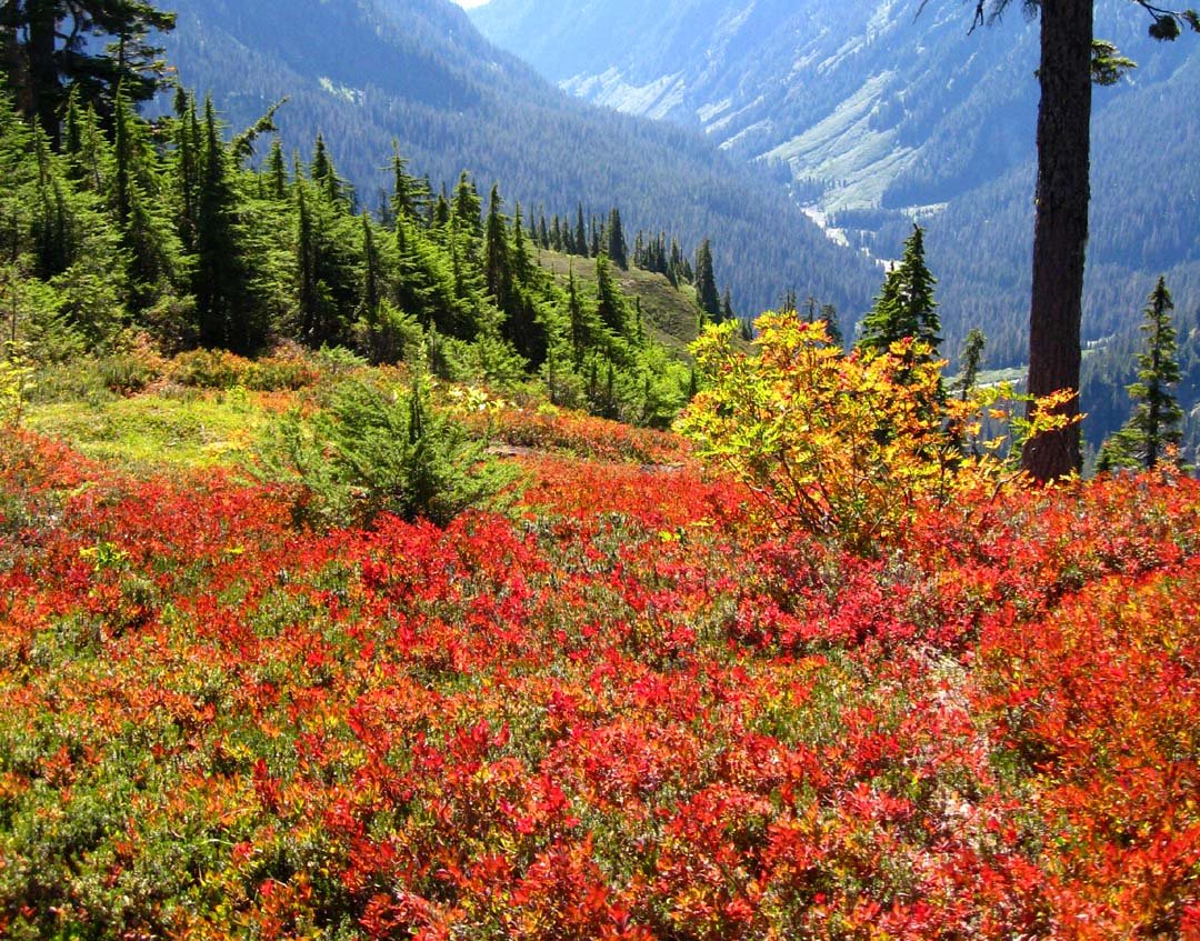 Bog+blueberries,+Mt+Baker.jpg (image)