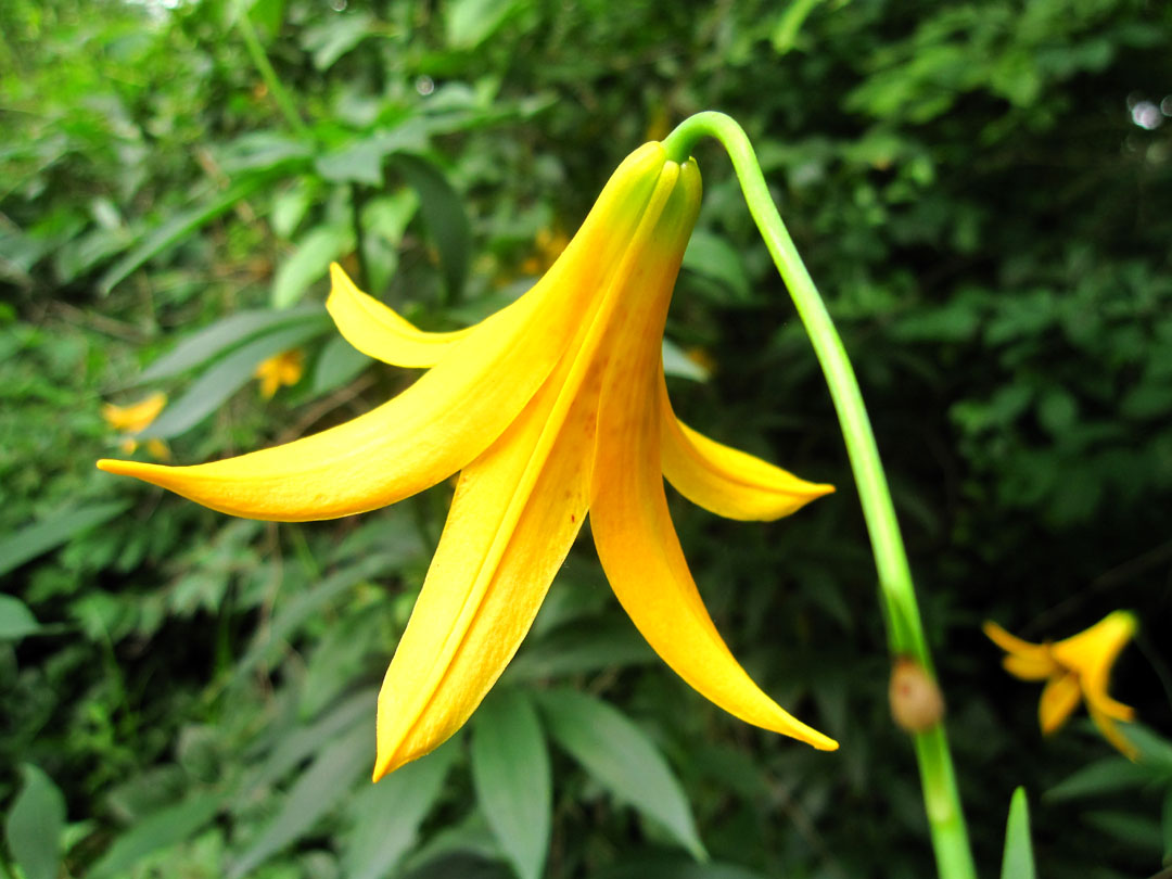 66 Square Feet (Plus) Native woodland plants in summer