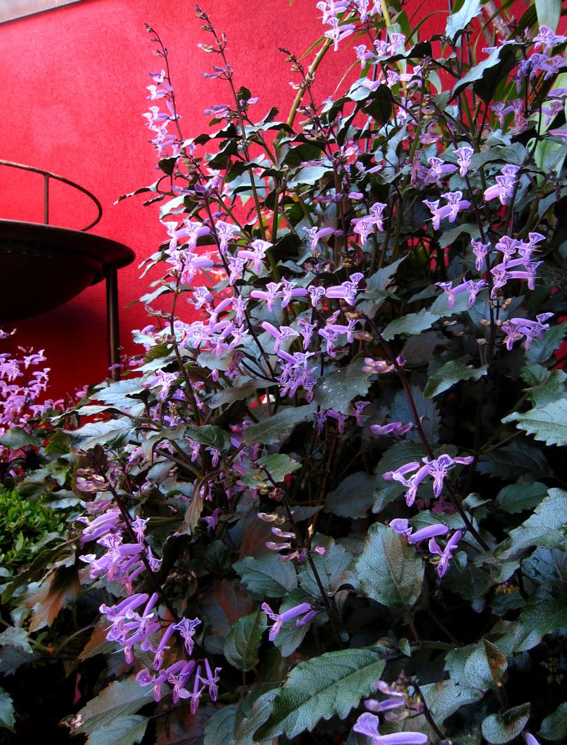 66 Square Feet (Plus) Plectranthus Mona Lavender