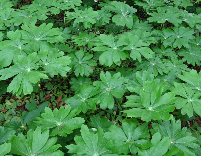 66 Square Feet (Plus) Are May apples edible?