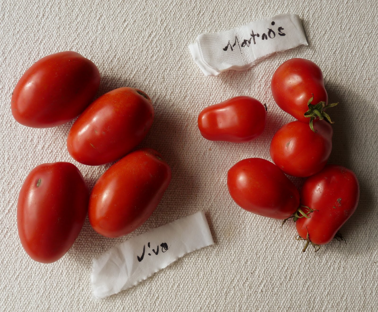 Viva italia tomato plant