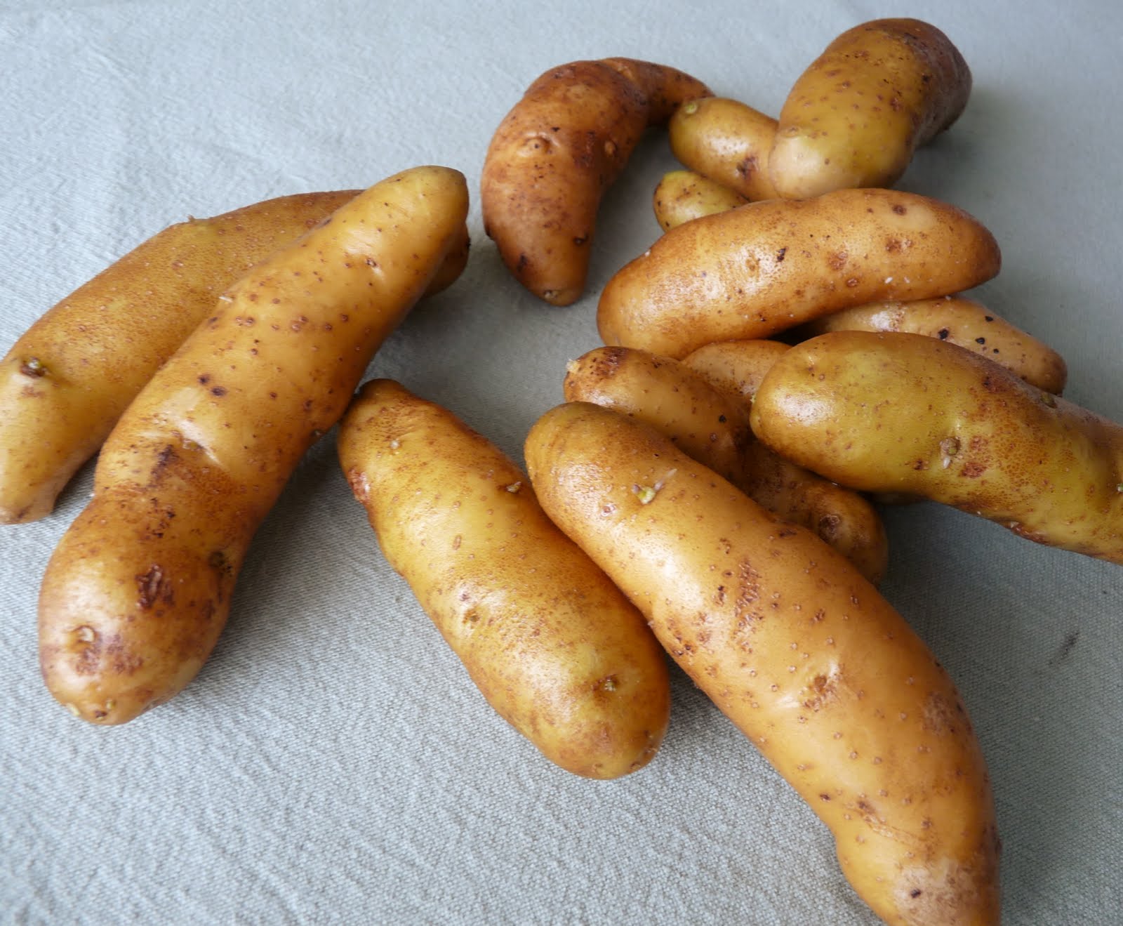 Ratte Kartoffeln Ratte Kartoffeln