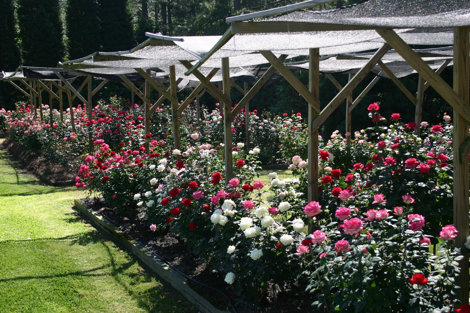 розы грядка. розы грядка. розы кустовые ричмонд парк. розы грядка. колеус в рабатке.