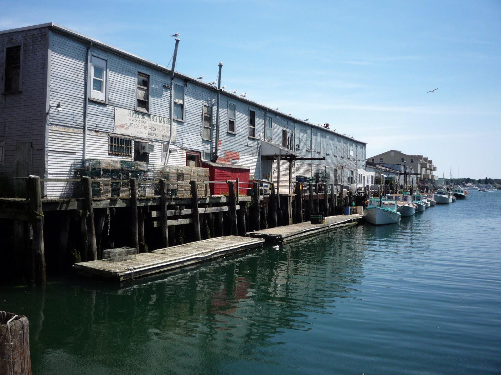 Daily Pics photographs by Caren-Marie Michel: Harbor Fish, Portland, Maine