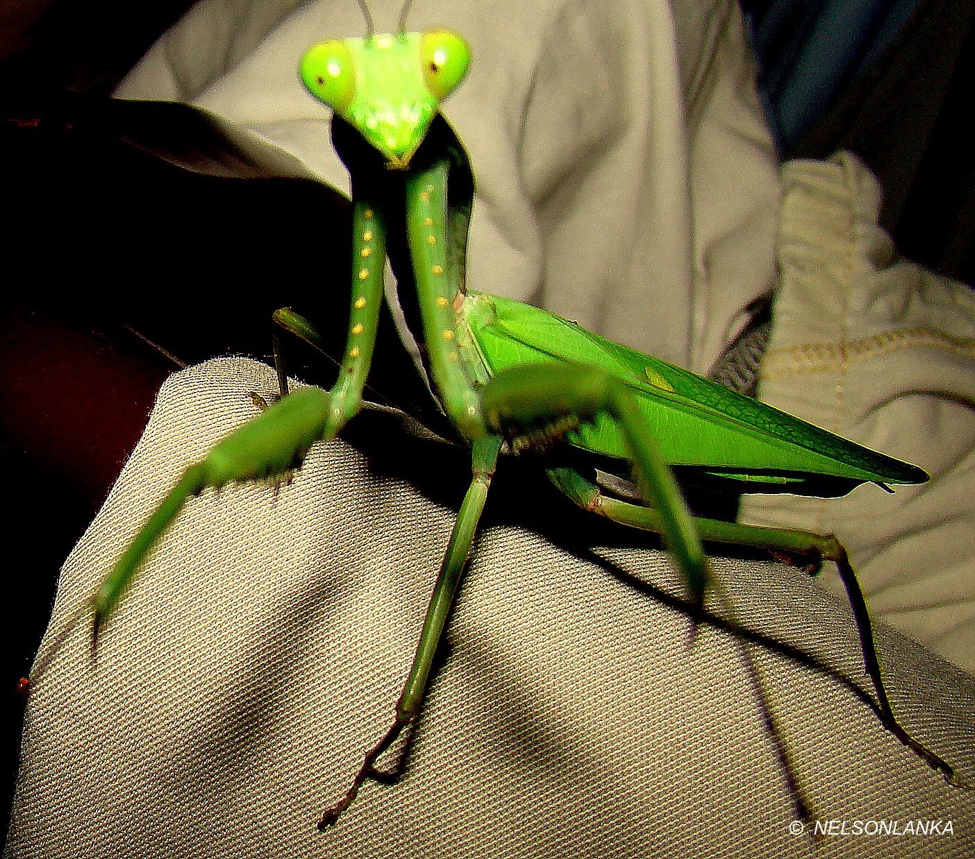 DiscoverSriLanka SRI LANKA INSECTS [ THE MANTIS ]