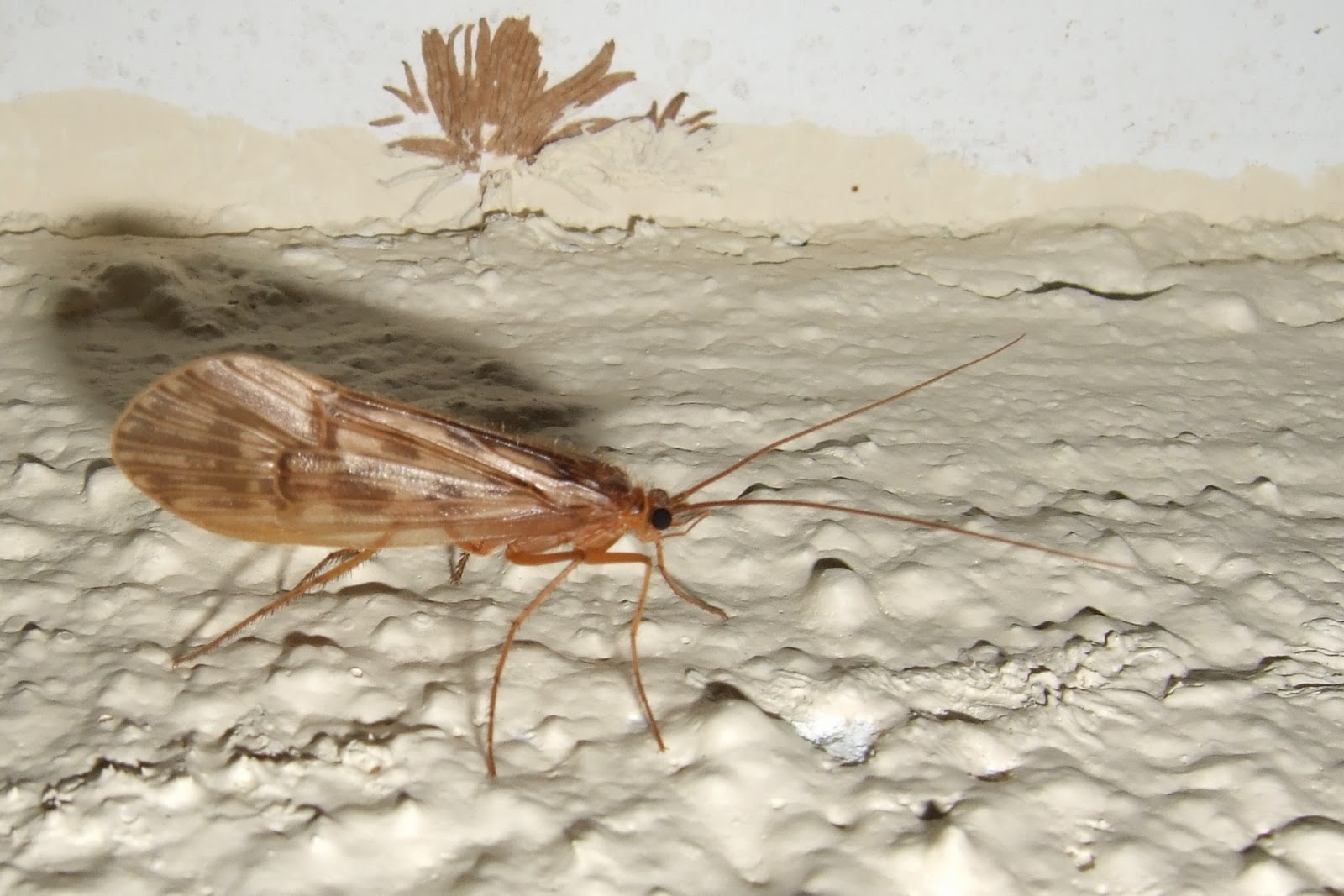 Tipperary Biodiversity CADDIS FLIES (Trichoptera)