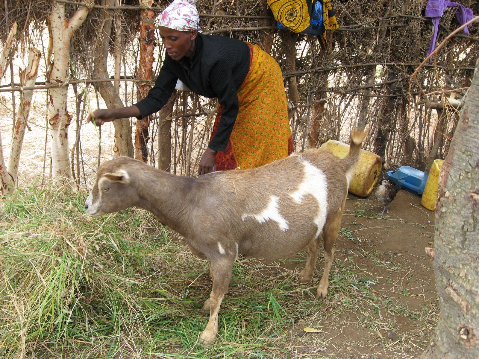 [Lanta+and+her+goat.JPG]