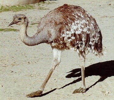 MARIGUARI: EL ÑANDÚ (Rhea americana)