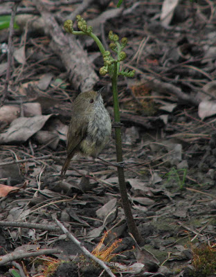 birds return to kinglake west after black saturday bushfire