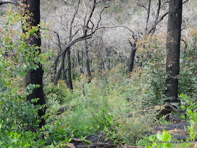 Mt Disappointment State Forest regeneration after Black Satrurday bushfires. Eucalyptus epicormic growth after fire.