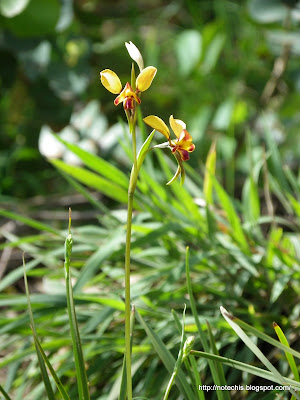 Orchidaceae response to fire. Black Saturday flora and fauna recovery, October 2010