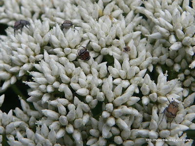 asteraceae recovery after bushfire. Invertebrates and Cassinia aculeata