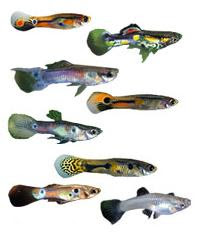 guppies.JPG