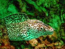 reticulate_moray.jpg
