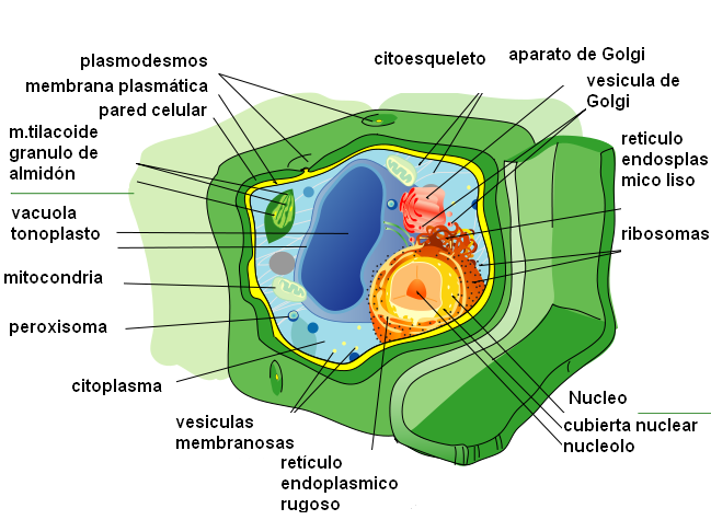 celula vegetal e animal. celula vegetal e animal.