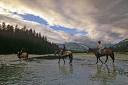 horseback riding expedition - stock photo