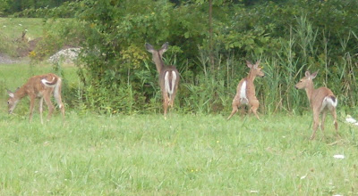 four white-tail deer, startled, near Fairport NY (c)2008 jcb