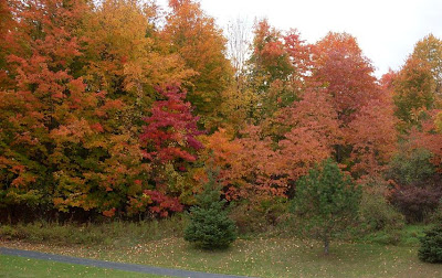 colorful fall foliage display near Victor NY
