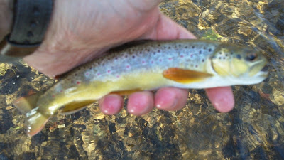 tenkara brown trout valley creek copper john