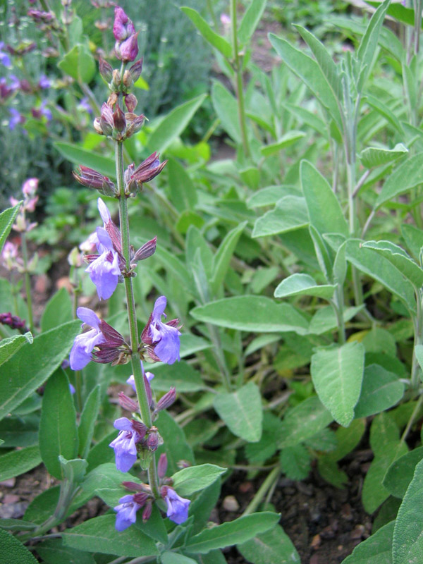 Шалфей дубравный дикий. Шалфей дубравный вест фрисланд. Шалфей какой лучше. Шалфей дубравный 'mainacht'. Шалфей лавандоволистный.