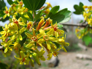 Flora montana: April 2013