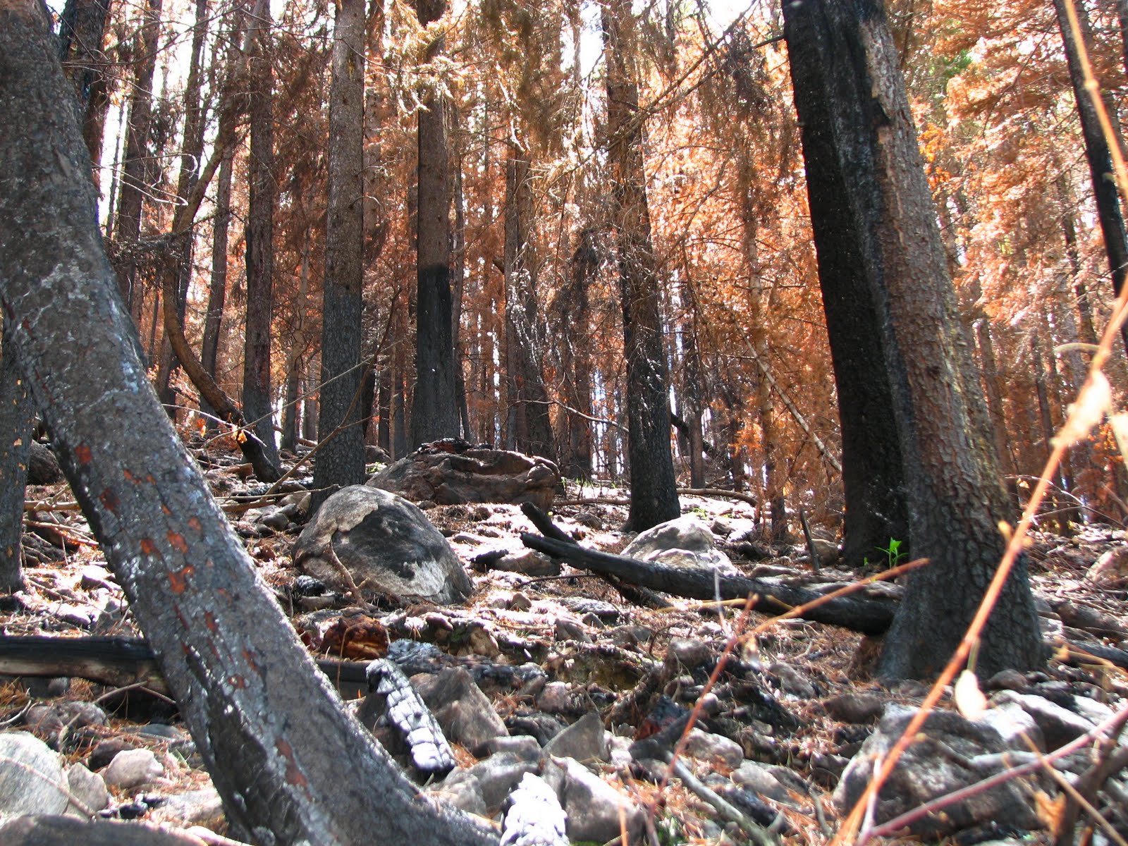 Flora montana Seven Steps to a Successful Morel Hunt