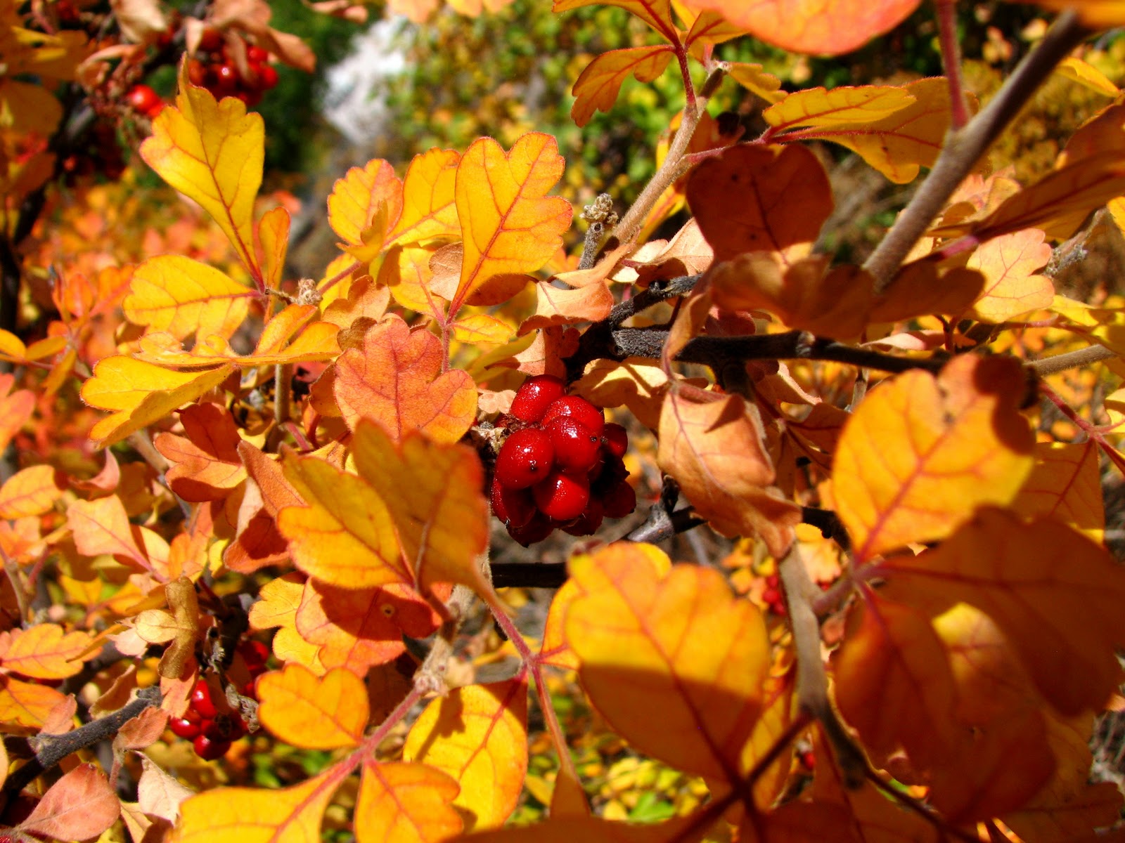 Nature. Observation. Discovery. Community. Spotlight On...Skunkbush Sumac