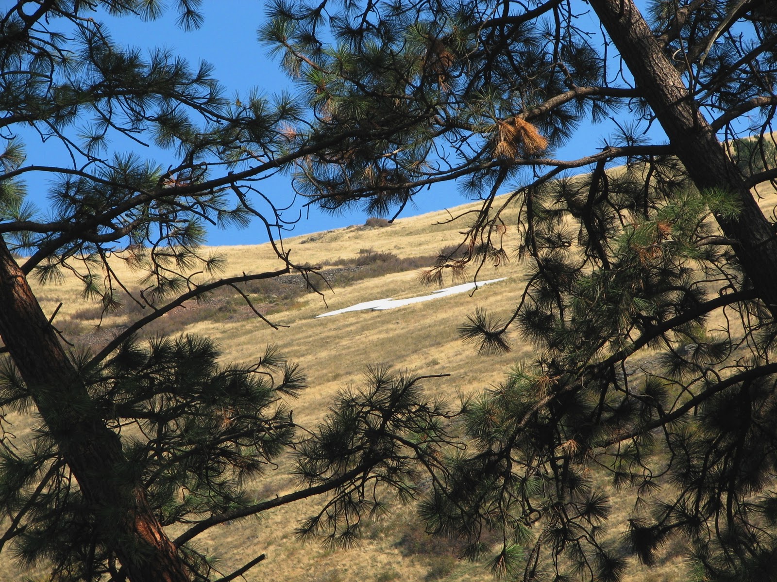 Flora montana Ponderosa Pine
