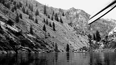 Flora montana: Ponderosa Pine