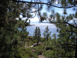 Tahoe through the Pines