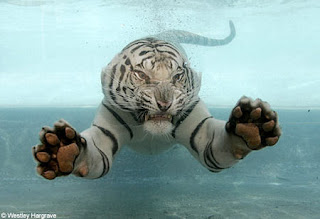swimming white tiger