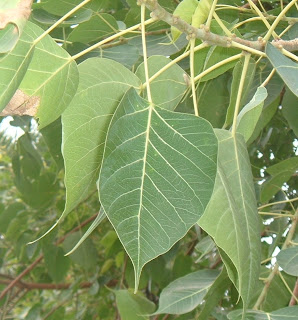 Trees, Plants & more: Ficus religiosa - Sacred fig (Peepal)