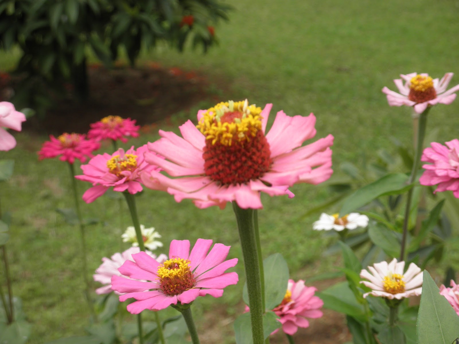 Trees, Plants & more Zinnias in full bloom