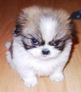 [_images_photos_angry_puppy.jpg]