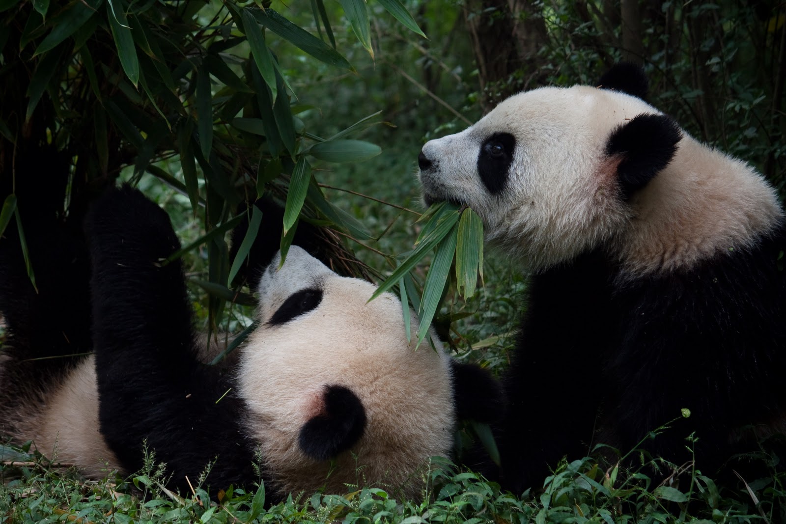 Wizz and Tom's Big Trip: China Part IV - Hot Pot, Horse-riding and ...