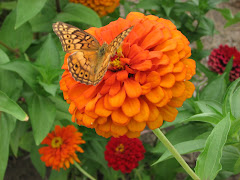 Butterflies and Zinnias 2007