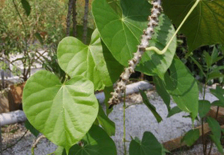 patawali.gif