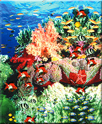 coral reefs reef beauty