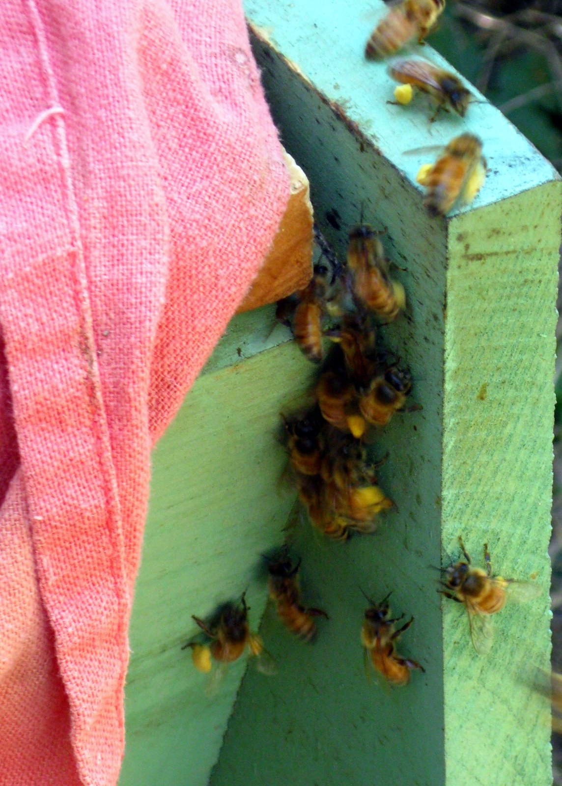 Linda's Bees The Pollen Basket on the Bee