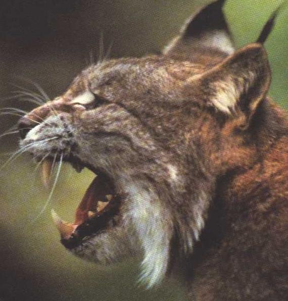 [Lince7.jpg]