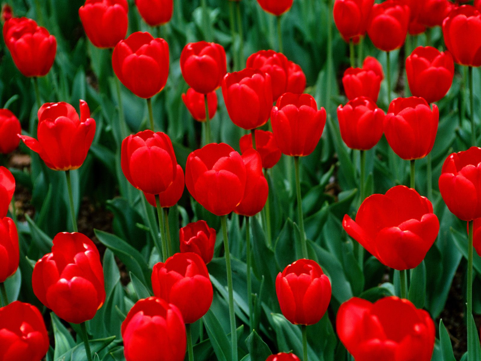Tulips: This Is Tulips: