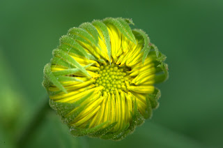 I'm not sure why it's called a 'leopard's bane'.