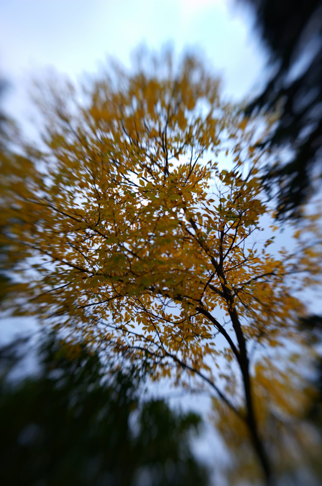 [1601+lensbaby+tree+experiment+1.jpeg]