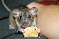 Pet Rats: The Rat's Musical Ear