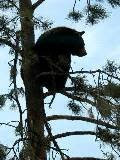 This Bear Is Up a Tree