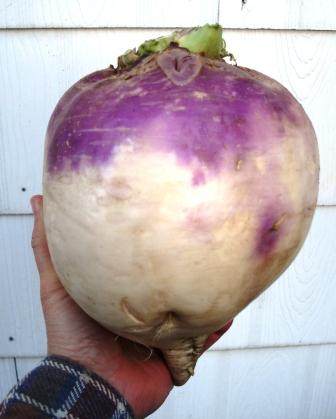 Cook 'em if you got 'em: The Ballad of Mr. Turnip