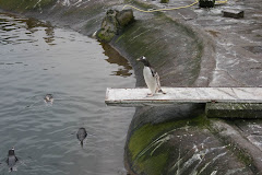 Penguins at the Zoo