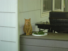 Sadie on the Deck